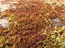 Attēlu rezultāti vaicājumam “Nowellia curvifolia”