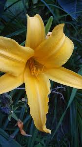 Attēlu rezultāti vaicājumam “Hemerocallis lilioasphodelus”