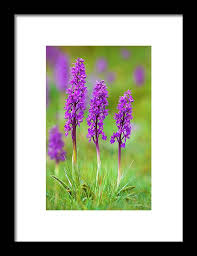 Attēlu rezultāti vaicājumam “Orchis mascula”