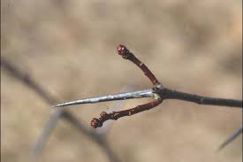Attēlu rezultāti vaicājumam “Crataegus macracantha flower”