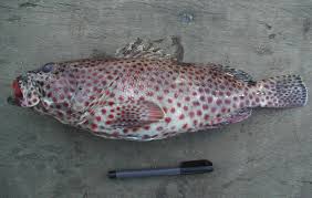 Image result for Epinephelus adscensionis