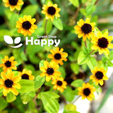 Image result for Sanvitalia procumbens