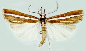 Attēlu rezultāti vaicājumam “Catoptria fulgidella”