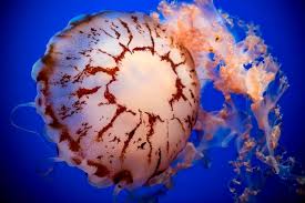 Attēlu rezultāti vaicājumam “Cribraria violacea macro”