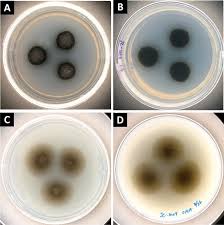 Attēlu rezultāti vaicājumam “Ena obscura”