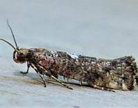 Attēlu rezultāti vaicājumam “Acrolepiopsis assectella”