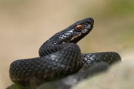 Attēlu rezultāti vaicājumam “Vipera berus”