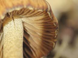 Attēlu rezultāti vaicājumam “Neocudoniella albiceps”