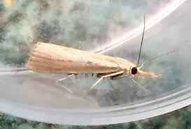 Attēlu rezultāti vaicājumam “Crambus silvella”