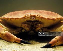 Image result for Cancer pagurus