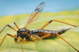 Attēlu rezultāti vaicājumam “Dictenidia bimaculata male”