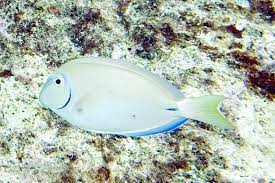 Image result for Acanthurus bahianus