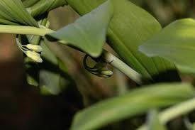 Attēlu rezultāti vaicājumam “Polygonatum verticillatum bud”