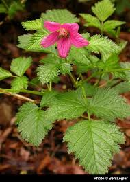Attēlu rezultāti vaicājumam “Rubus plicatus flower”