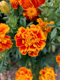 Attēlu rezultāti vaicājumam “Tagetes”