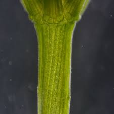 Attēlu rezultāti vaicājumam “Chara globularis”