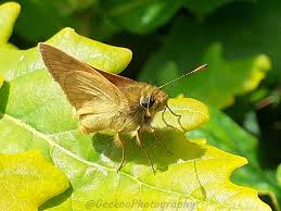 Attēlu rezultāti vaicājumam “Thymelicus sylvestris female”