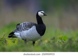 Attēlu rezultāti vaicājumam “Branta leucopsis adult”