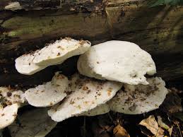 Attēlu rezultāti vaicājumam “Postia”