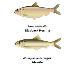 Image result for Alosa aestivalis