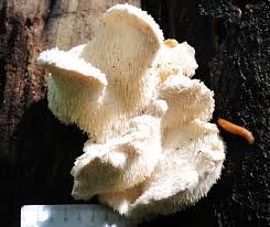 Attēlu rezultāti vaicājumam “Hericium cirrhatum”