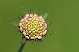 Attēlu rezultāti vaicājumam “Knautia arvensis bud”