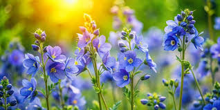 Image result for Polemonium coeruleum