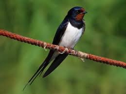 Attēlu rezultāti vaicājumam “Hirundo rustica adult”