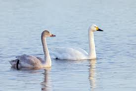 Attēlu rezultāti vaicājumam “Cygnus columbianus adult”