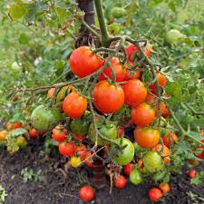 Afbeeldingsresultaat voor millionaire tomato
