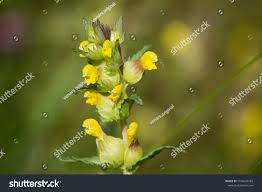 Attēlu rezultāti vaicājumam “Rhinanthus serotinus fruit”