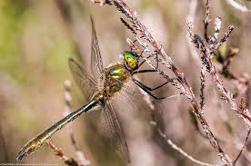 Attēlu rezultāti vaicājumam “Cordulia aenea”