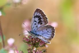 Attēlu rezultāti vaicājumam “Phengaris arion”