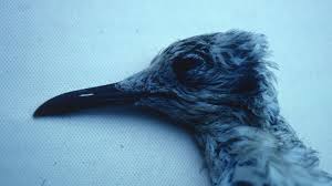 Attēlu rezultāti vaicājumam “Larus ridibundus juvenile”