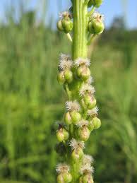 Attēlu rezultāti vaicājumam “Triglochin maritimum flower”