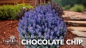 Attēlu rezultāti vaicājumam “Ajuga reptans bud”