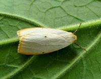 Attēlu rezultāti vaicājumam “Cybosia mesomella”