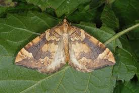 Attēlu rezultāti vaicājumam “Eulithis populata”