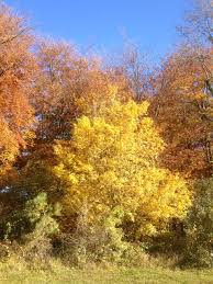 Image result for Mid Surrey Ramblers