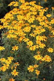 Attēlu rezultāti vaicājumam “Tagetes”