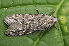 Attēlu rezultāti vaicājumam “Carpatolechia proximella”