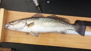 Image result for Cynoscion nebulosus