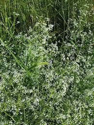 Attēlu rezultāti vaicājumam “Galium elongatum”