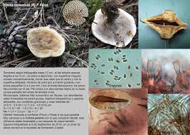 Attēlu rezultāti vaicājumam “Onnia tomentosa”