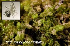 Attēlu rezultāti vaicājumam “Ptilidium pulcherrimum”