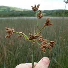 Attēlu rezultāti vaicājumam “Schoenoplectus lacustris subsp. lacustris”