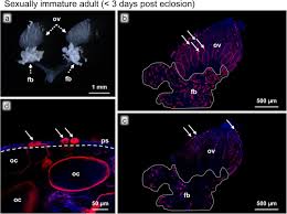 Attēlu rezultāti vaicājumam “Aleurochiton aceris nymph”