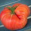 Afbeeldingsresultaat voor erdie family oxheart tomato