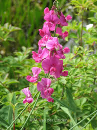 Attēlu rezultāti vaicājumam “Lathyrus latifolius”