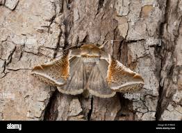 Attēlu rezultāti vaicājumam “Habrosyne pyritoides”